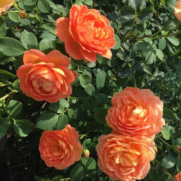 Роза флорибунда Д. Остин Lady of Shalott