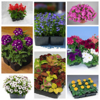 В продаже появились однолетние цветы