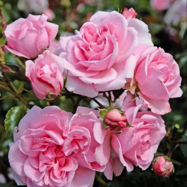 Основное изображение товара