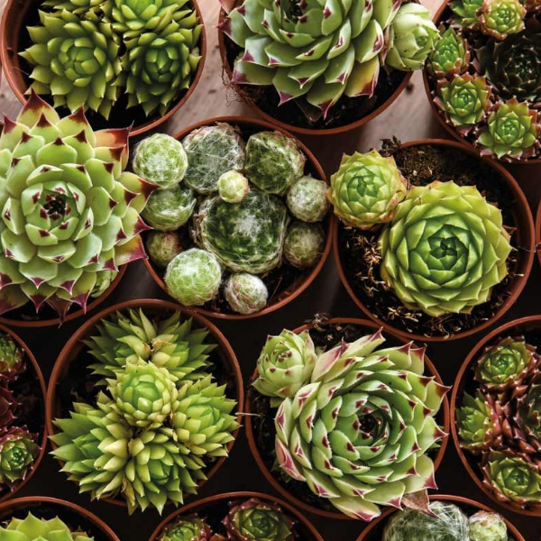 Основное изображение товара