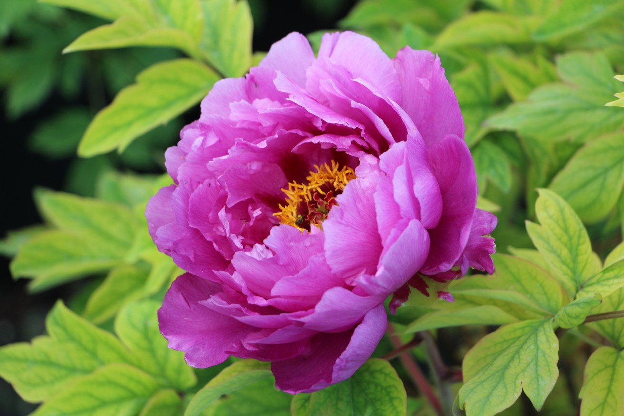 Как сделать красивый сад Как сделать красивый сад