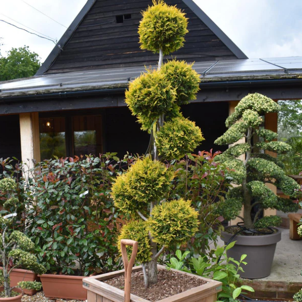 Туя западная Еллоу Риббон