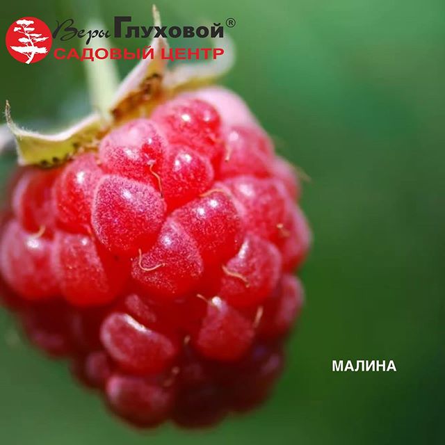 Большой выбор малины Большой выбор малины