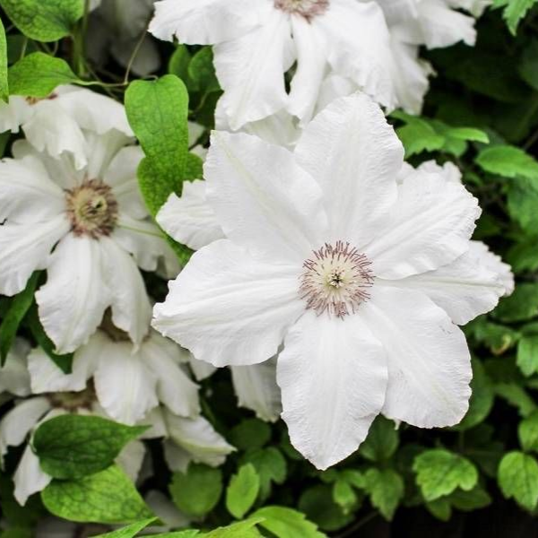 Основное изображение товара