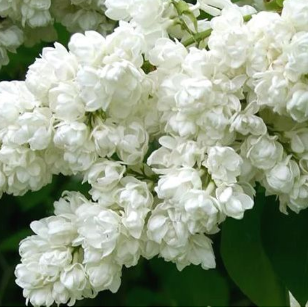 Основное изображение товара