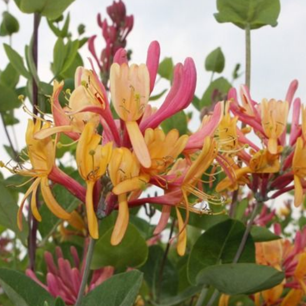 Жимолость Гекрота