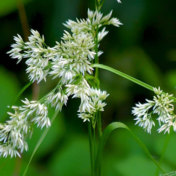 Основное изображение товара