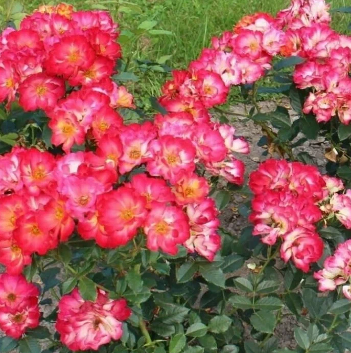 Основное изображение товара