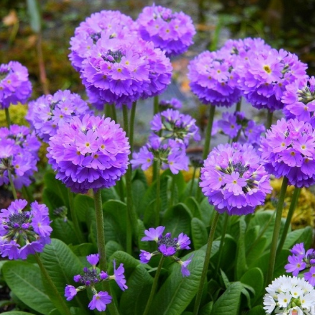 Основное изображение товара