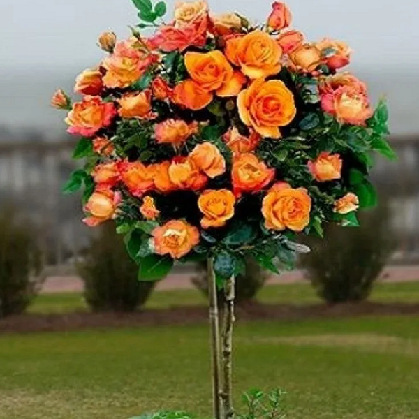 Основное изображение товара