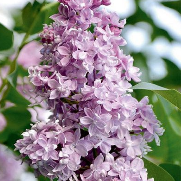 Основное изображение товара