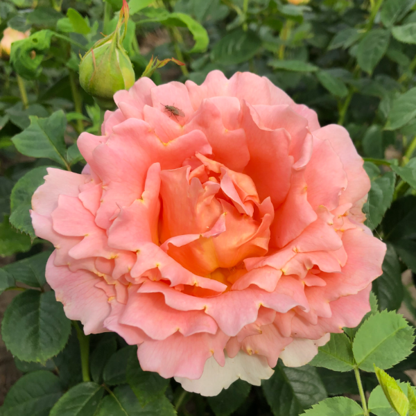 Основное изображение товара