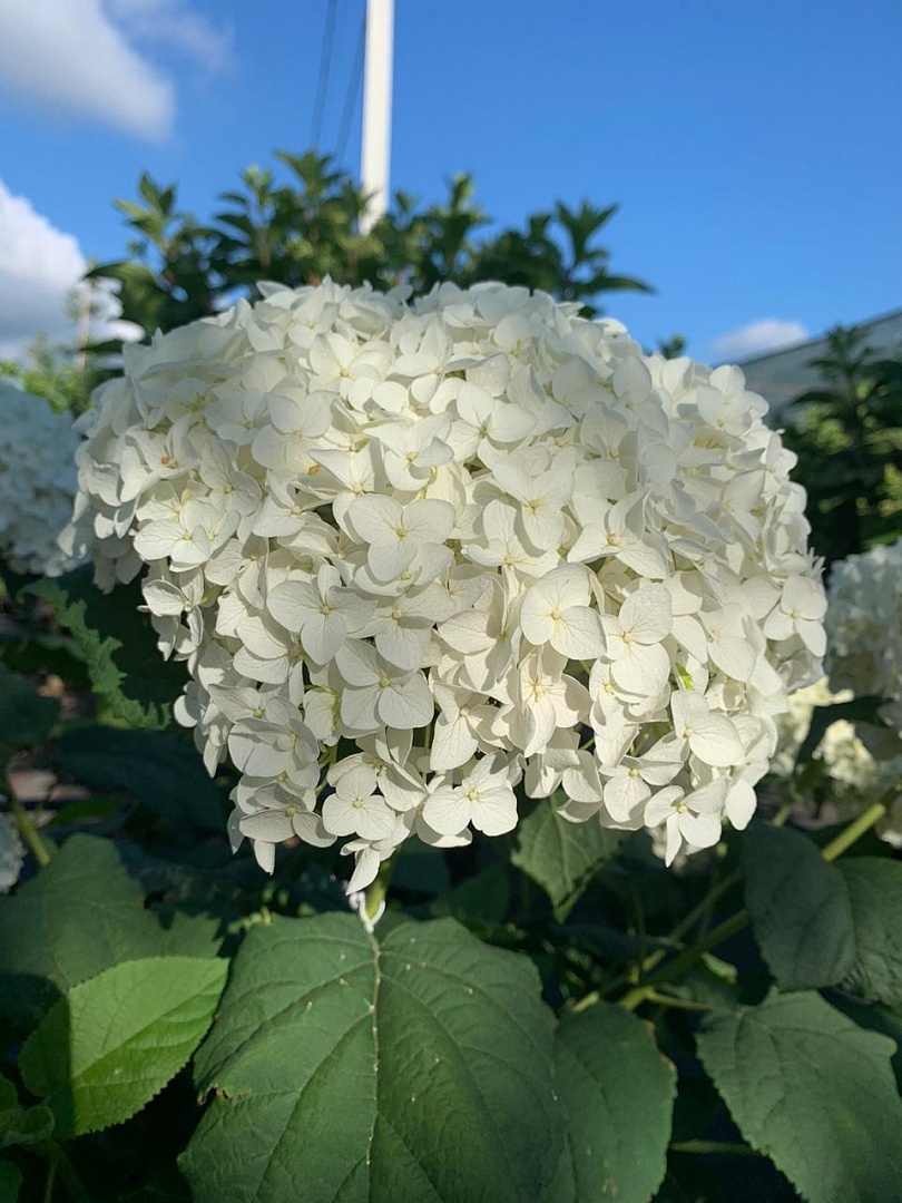 Гортензии в цвете Гортензии в цвете