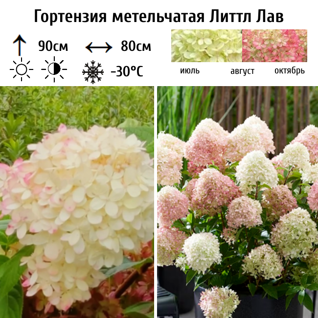 Гортензия метельчатая Литтл Лав