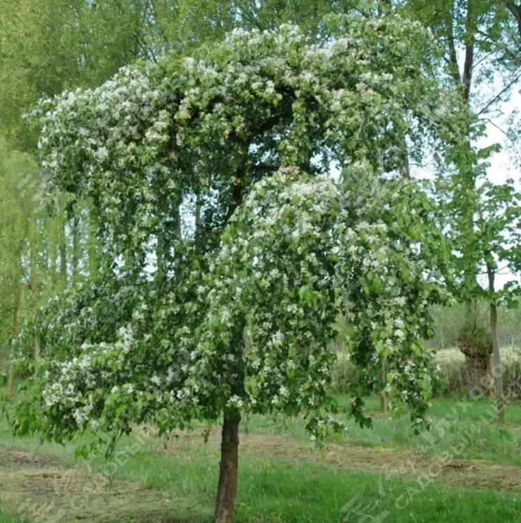 Яблоня весной в цветении