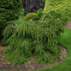 Ель обыкновенная (Picea abies) Форманек d50-70 х h50-70 С50 СП/26