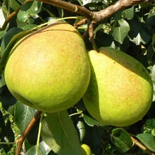 Груша Кудесница (летний сорт) 2-летка