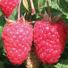 Основное изображение товара