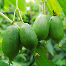 Основное изображение товара