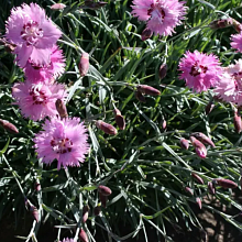 Основное изображение товара