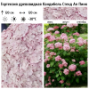 Гортензия древовидная "Кандибель Стенд Ап Пинк" на фото