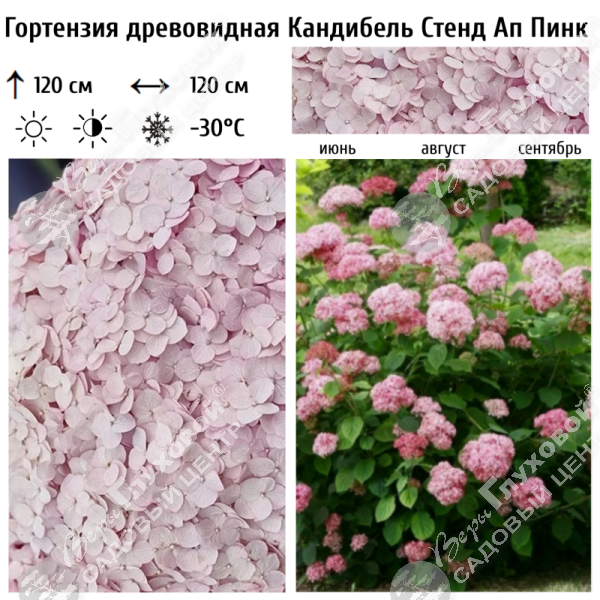 Гортензия древовидная "Кандибель Стенд Ап Пинк" на фото
