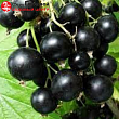 Смородина черная 
