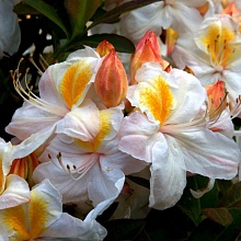 Основное изображение товара