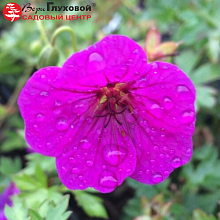 Основное изображение товара