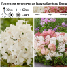 Гортензия метельчатая "Граундбрейкер Блаш" на фото