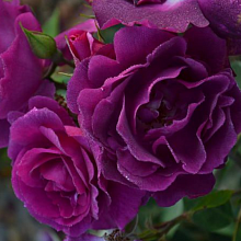 Основное изображение товара