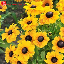 Основное изображение товара