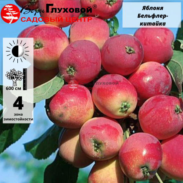 Яблоня Бельфлер-китайка (позднеосенний сорт)