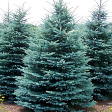 Основное изображение товара