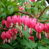 Дицентра великолепная (Dicentra spectabilis) С2 ГлХ/26