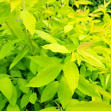 Основное изображение товара