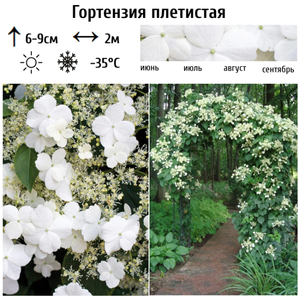 Основное изображение товара