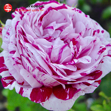 Основное изображение товара