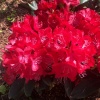 Рододендрон (Rhododendron) крупноцветковый 'Wladyslaw Jagiello' 30-40 С5 ПЧ/26