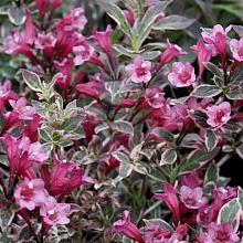 Вейгела цветущая 