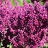 Шалфей дубравный (Salvia nemerosa) Швелленбург С3 СП/24