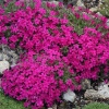 Флокс шиловидный (Phlox douglasii) Ред Адмирал С2 СП/26