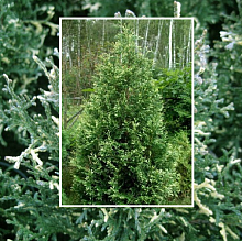 Основное изображение товара