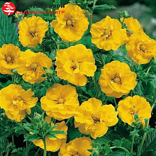 Основное изображение товара