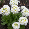 Примула мелкозубчатая (Primula denticulata) Вайт С2 ГлХ/26