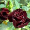 Роза чайно-гибридная "Black Baccara" на фото