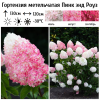 Гортензия метельчатая (Hydrangea paniculata) Пинк энд Роуз  С2 СП/25