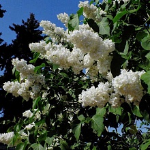 Основное изображение товара