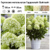 Гортензия метельчатая (Hydrangea paniculata) Гарденлайт Вайтлайт  С3 СП/25