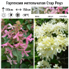 Гортензия метельчатая (Hydrangea paniculata) Стар Роуз Р9 СП/26